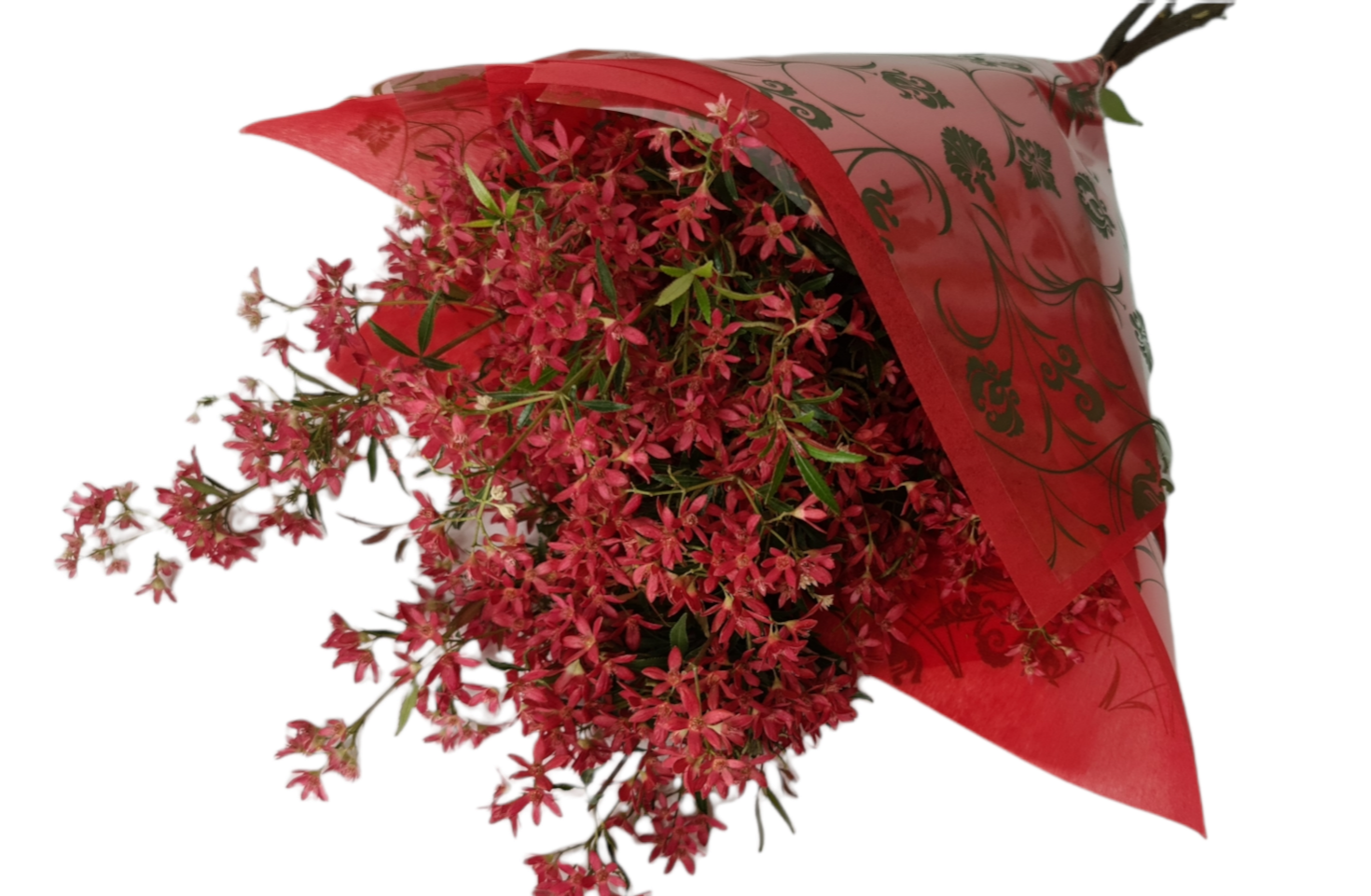 Christmas Bush.png