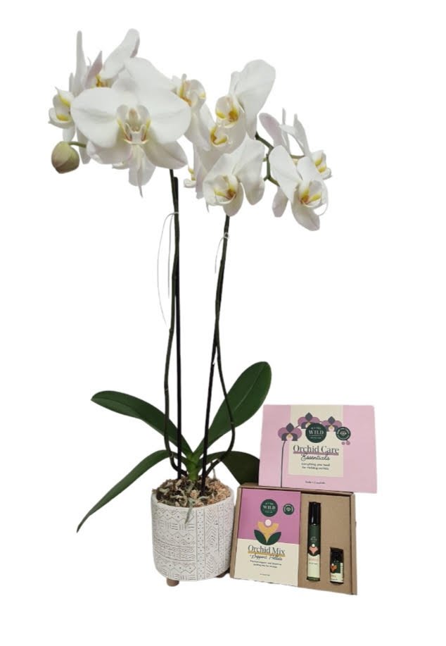 Double stemmed Phalaenopsis plant and Care Package
