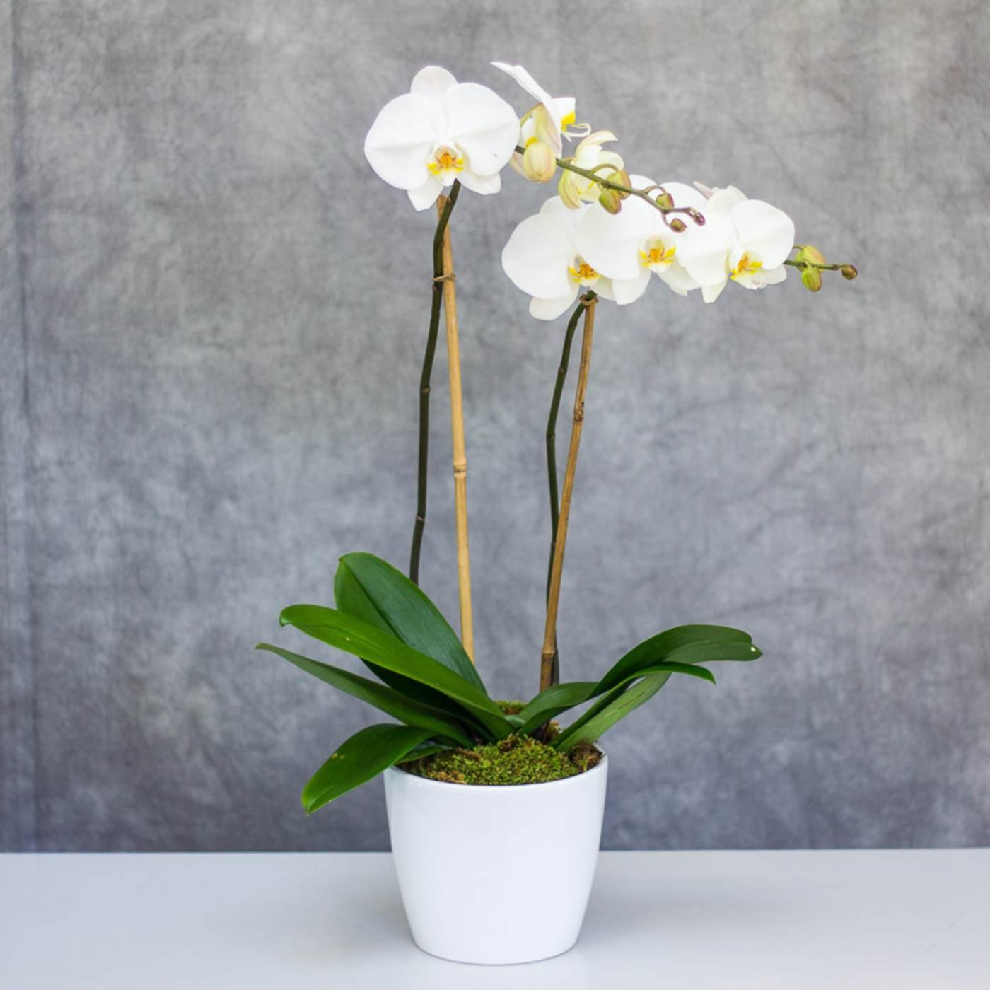 double phally plant.jpg