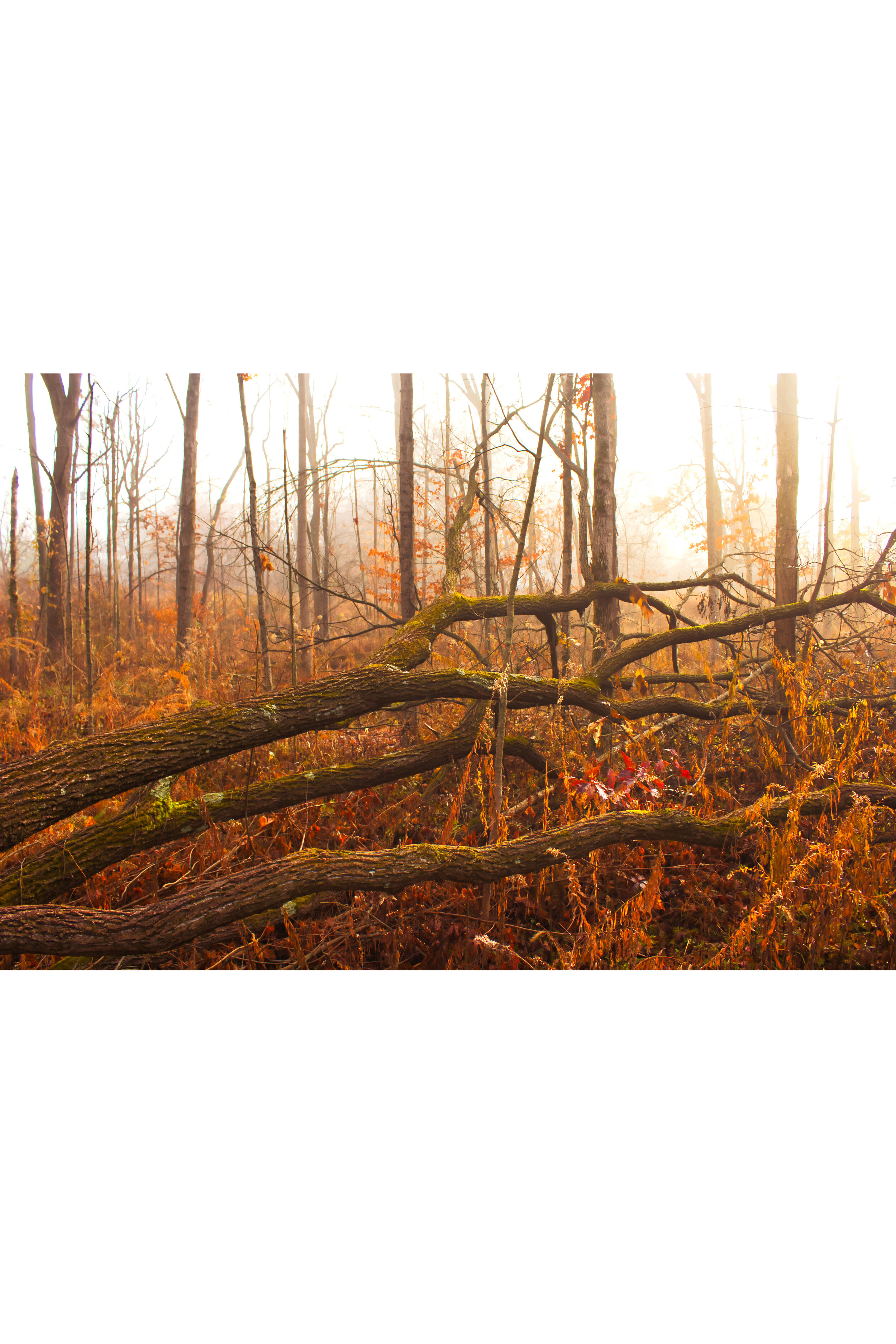 Branches in the Fog vertical product image.jpg