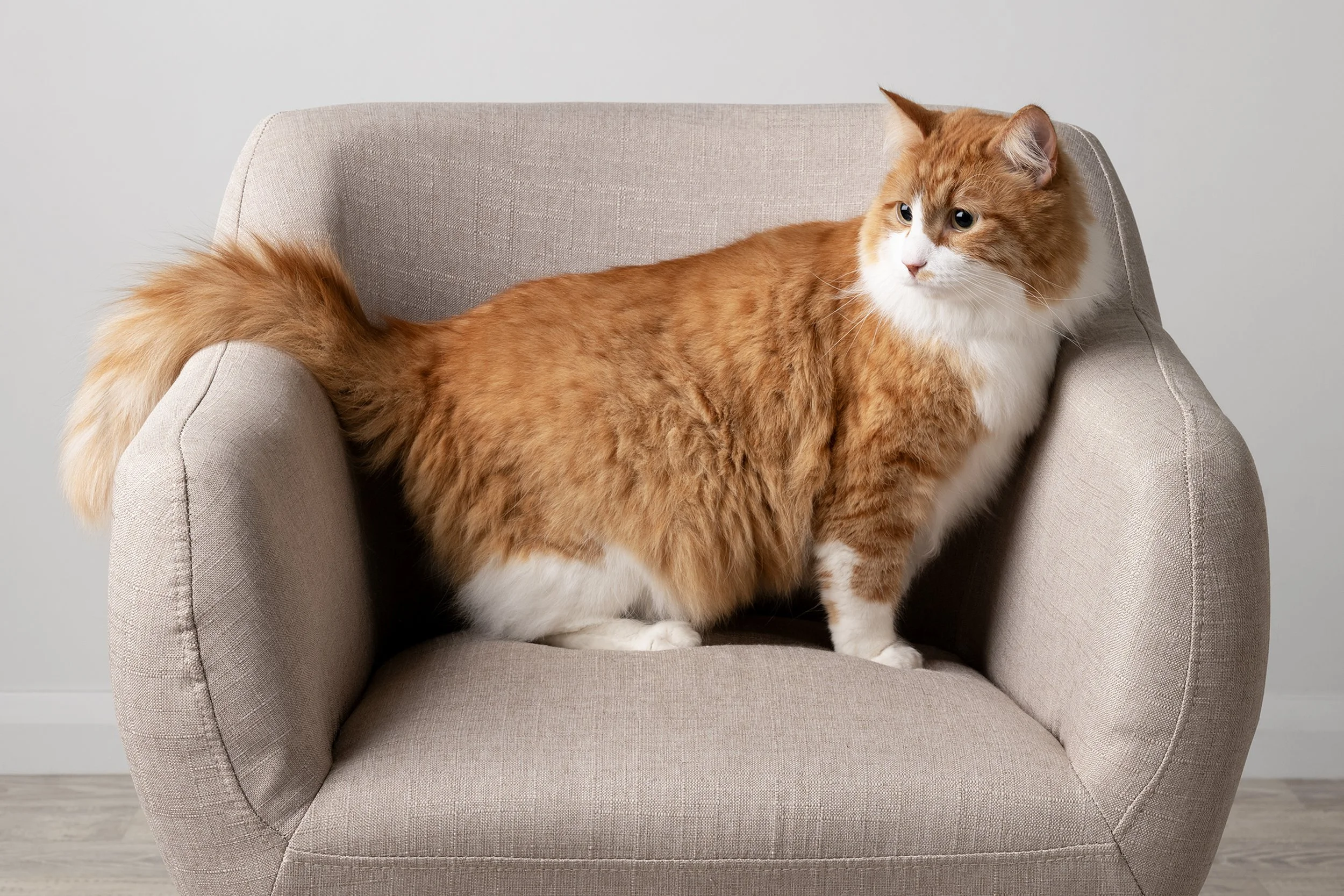 FordAshleigh C1060902 af.jpg