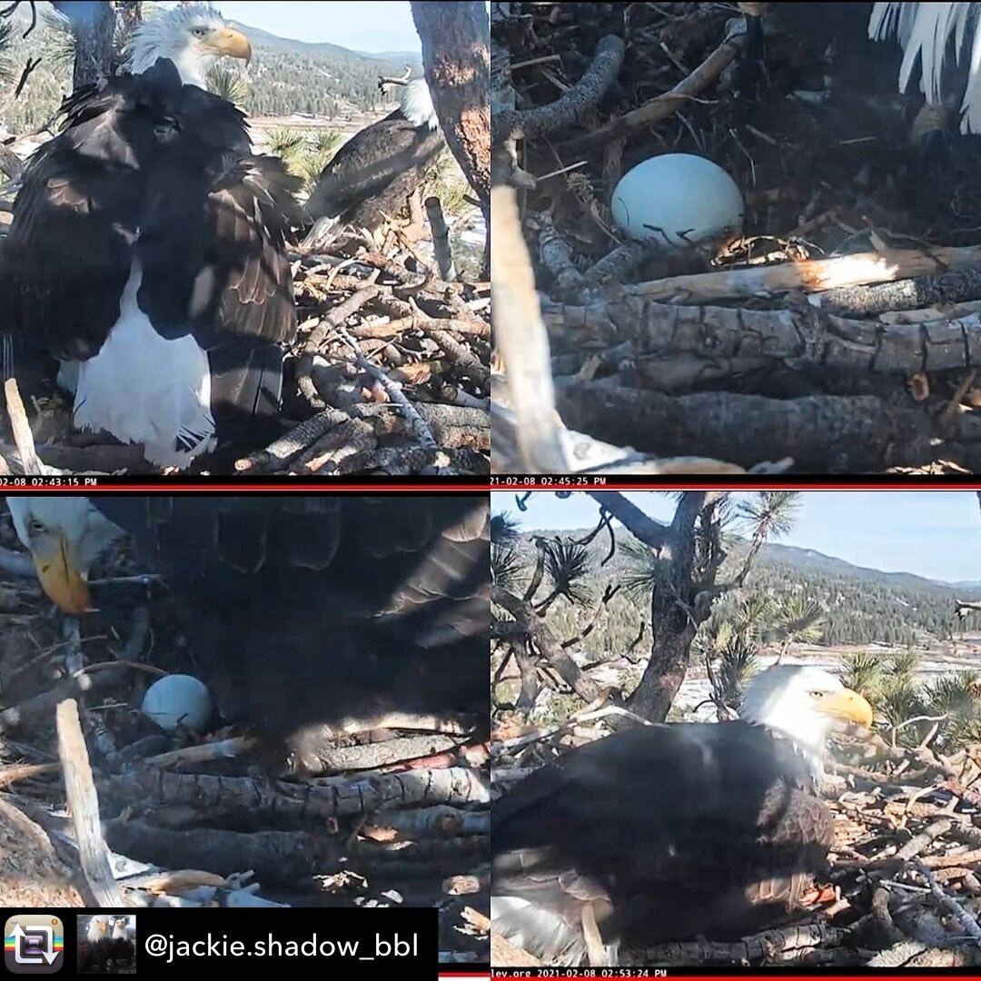 An update from Big Bear!

Repost from @jackie.shadow_bbl using @RepostRegramApp - CONGRATULATIONS Jackie &amp; Shadow 🥳 Jackie laid her 1st egg at 2:42pm on 2-8-21. This is their second attempt this season after their first clutch failed. Wish them 