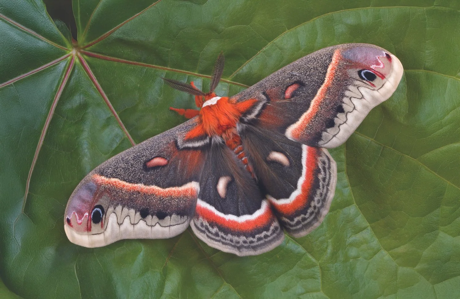 Cecropia Moth 