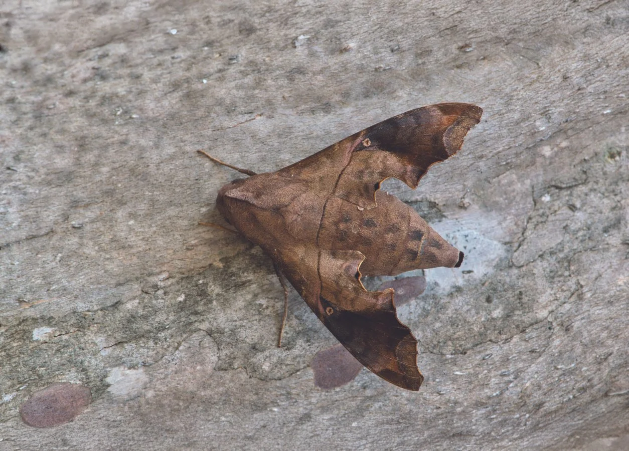 Mournful Sphinx Moth