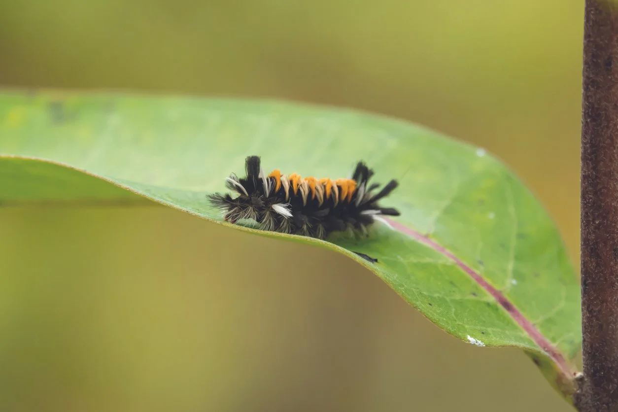Milkweed Tussock Moth Caterpillar
