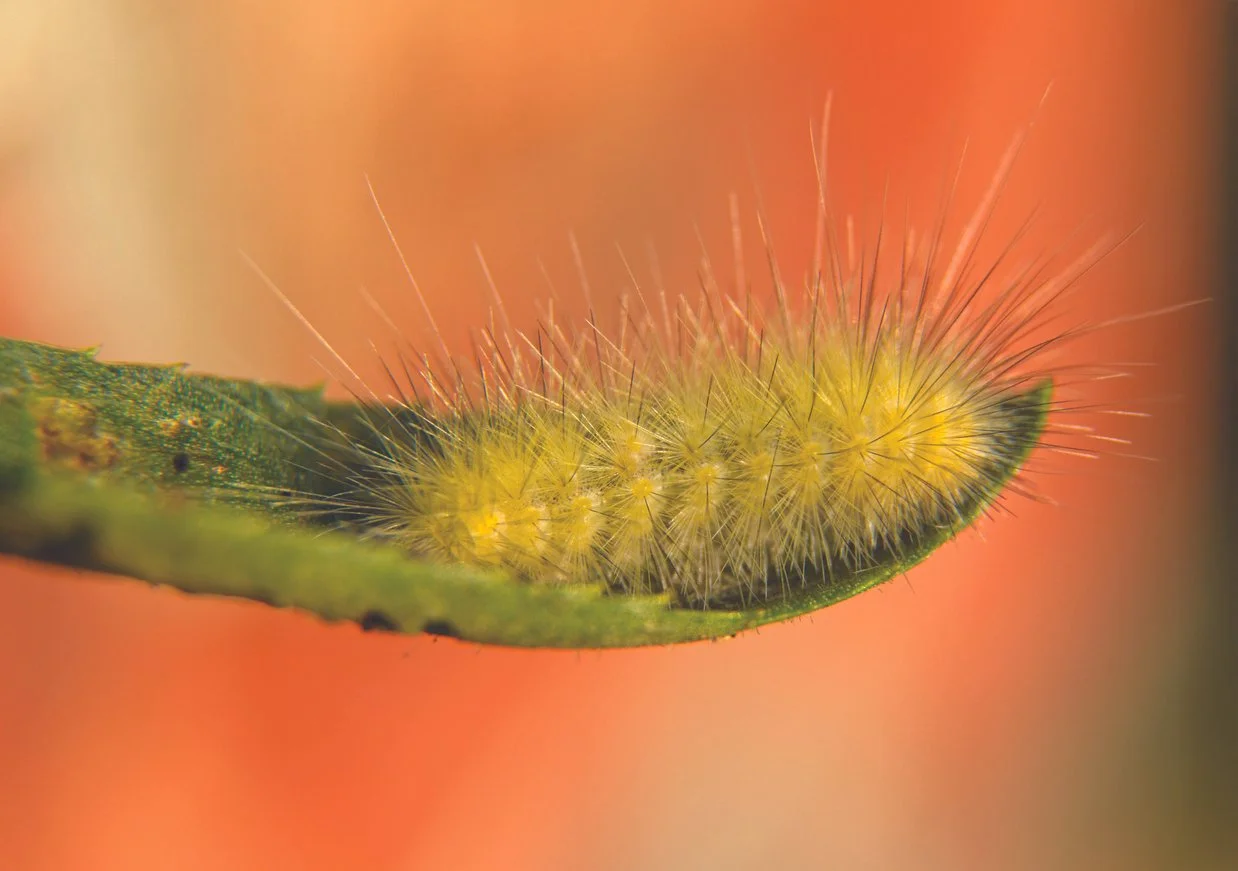 Yellow Woolly Bear Caterpillar
