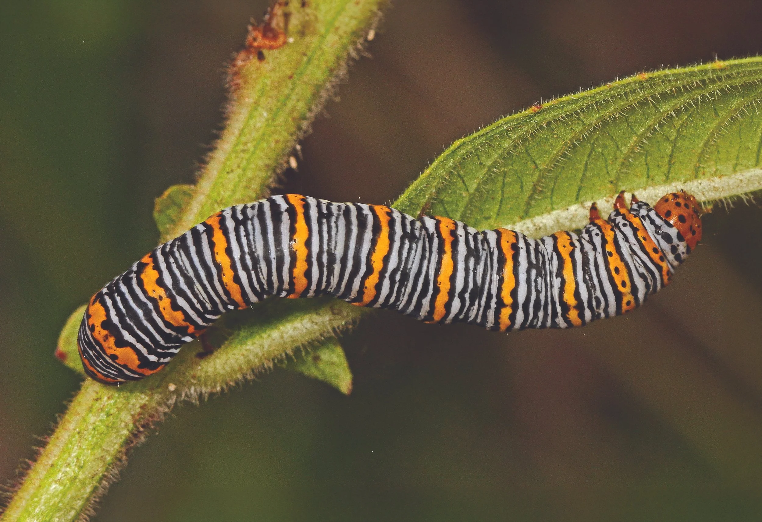 Pearly Wood-Nymph Caterpillar