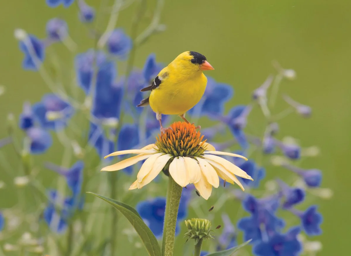 If You Like Birding…Let’s Go Mothing!