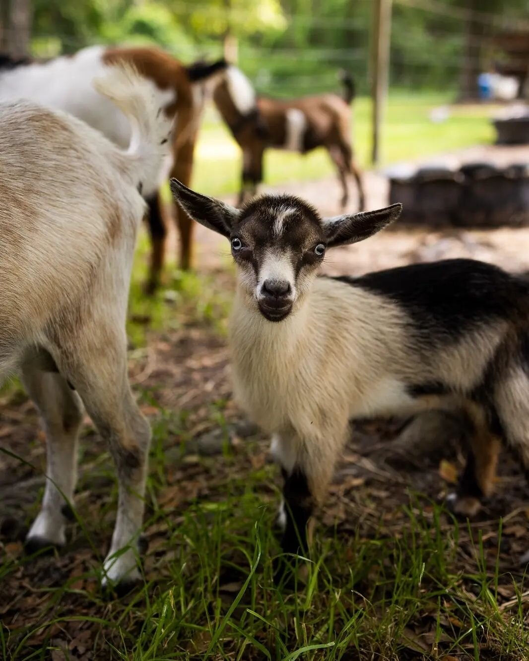 We've never had a more unique looking goat at Phoenix Farm. Willa has had multiple hurdles since birth, but she's overcome each one. There was even a glaucoma scare, as her eyes became very swollen last week, on top of them already being pretty buggy