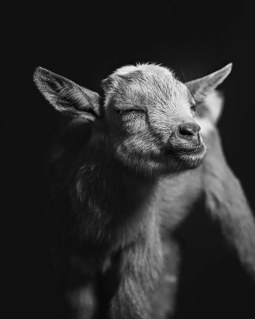 Rosie wants to remind you that we have a soap and tallow release tomorrow morning at 11am! 
Link in the bio! 
.
.
.
.
#goatcare #kiddingseason #goatsmilksoap #artisansoap #goatmidwife #phoenixfarm #nigeriandwarfgoats #milkinggoats #goatmilk #herdlife