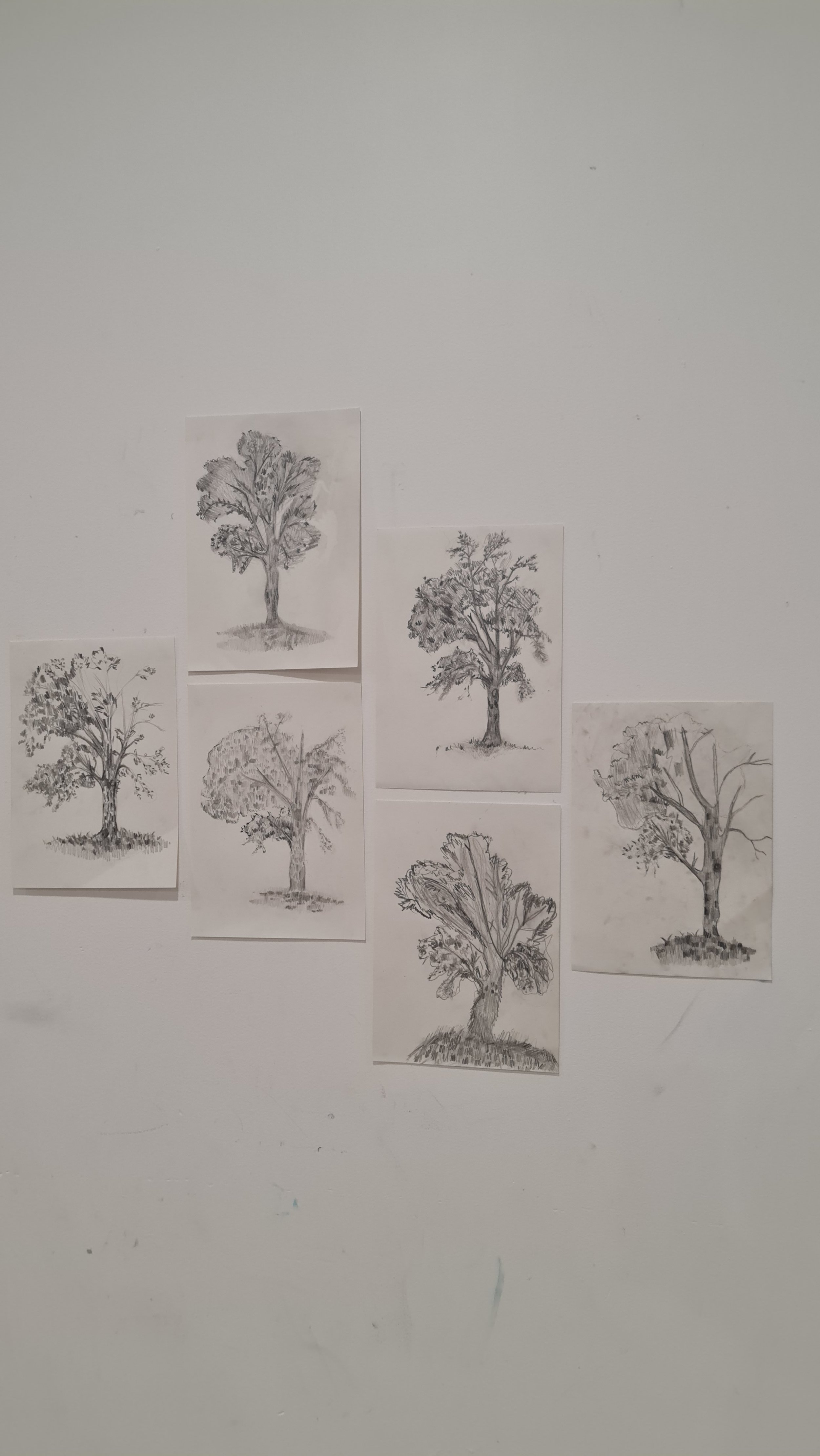 Nine black and white sketches of different tree illustrations taped to a white wall.