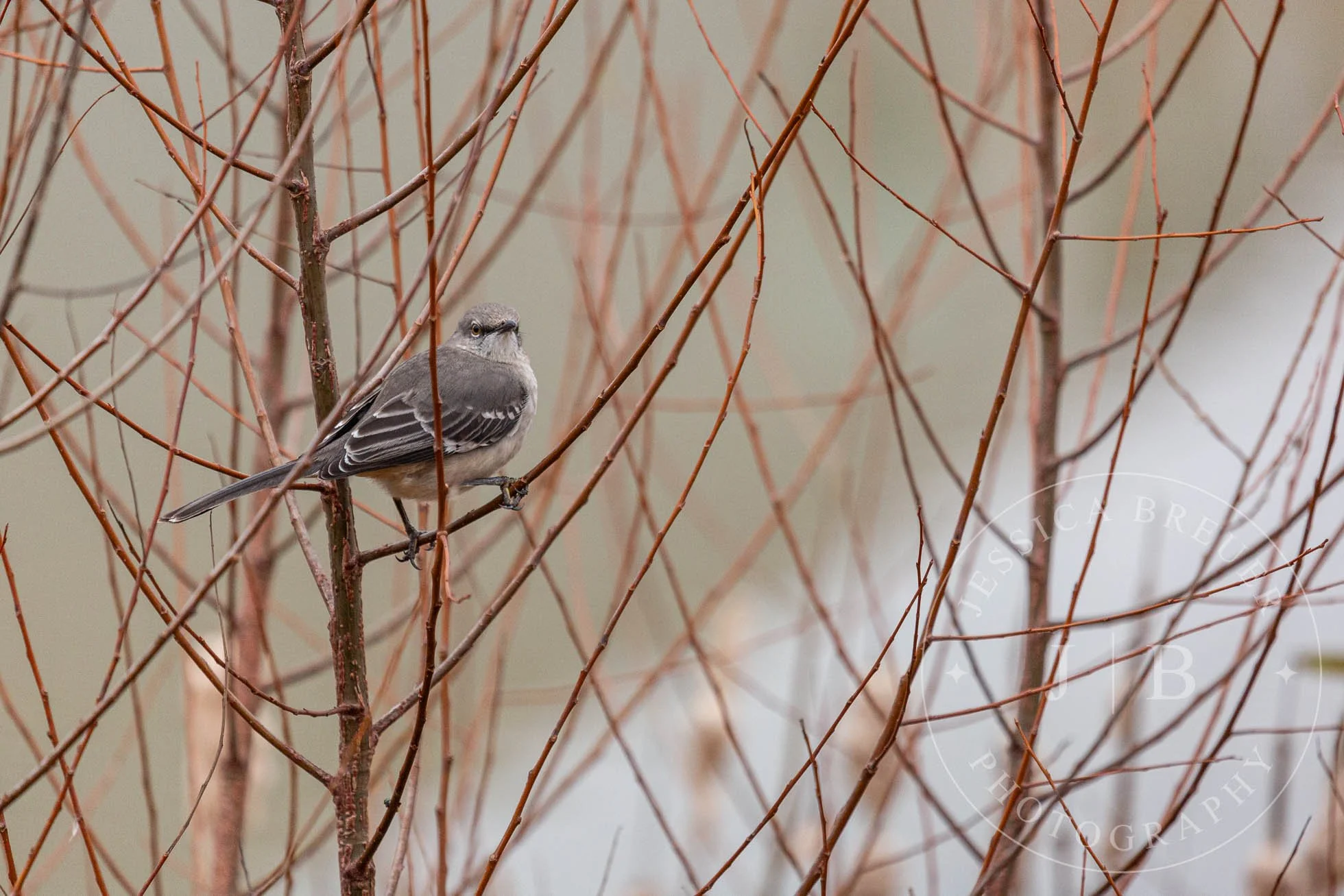 Northern Mockingbird