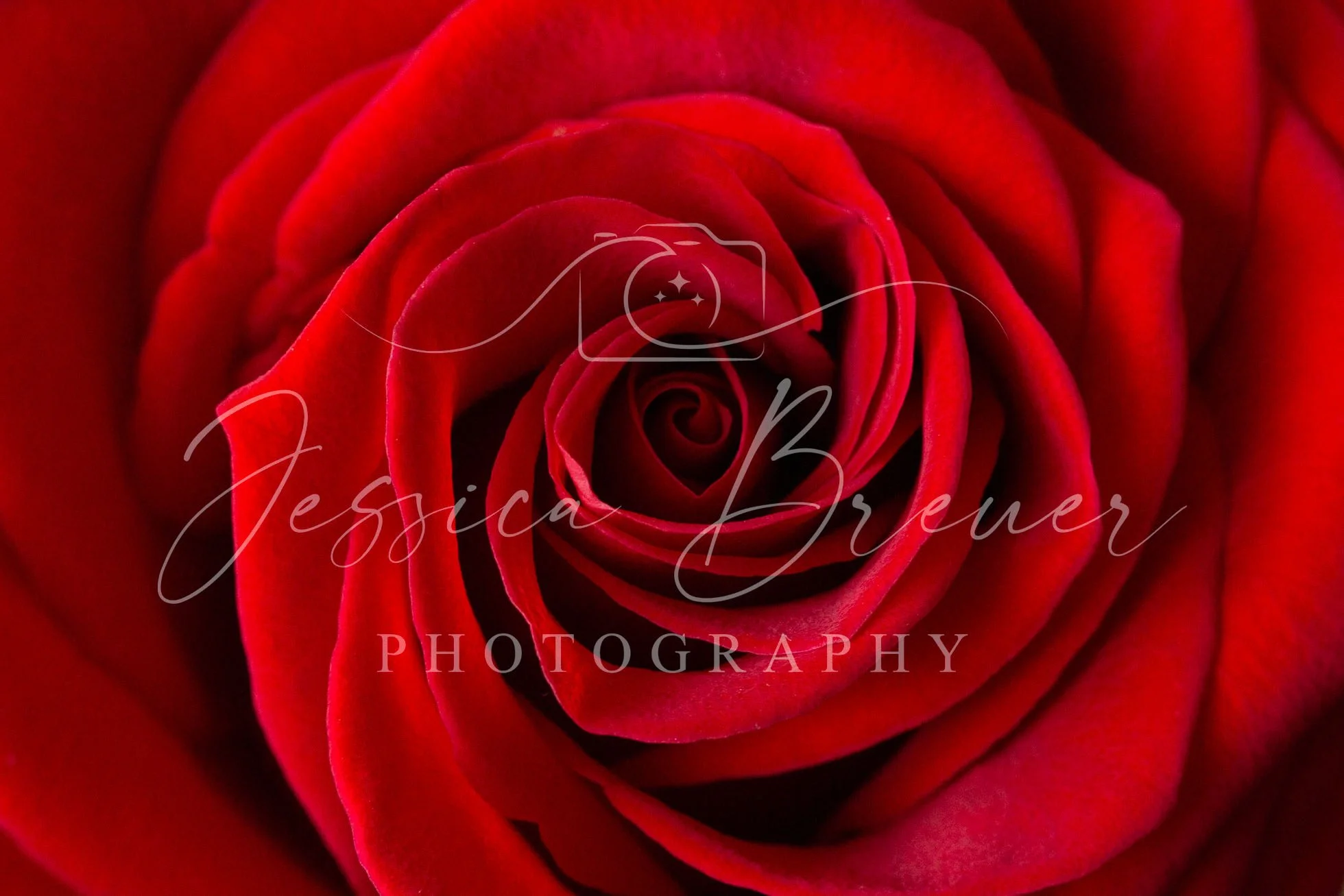 Romantic Rose