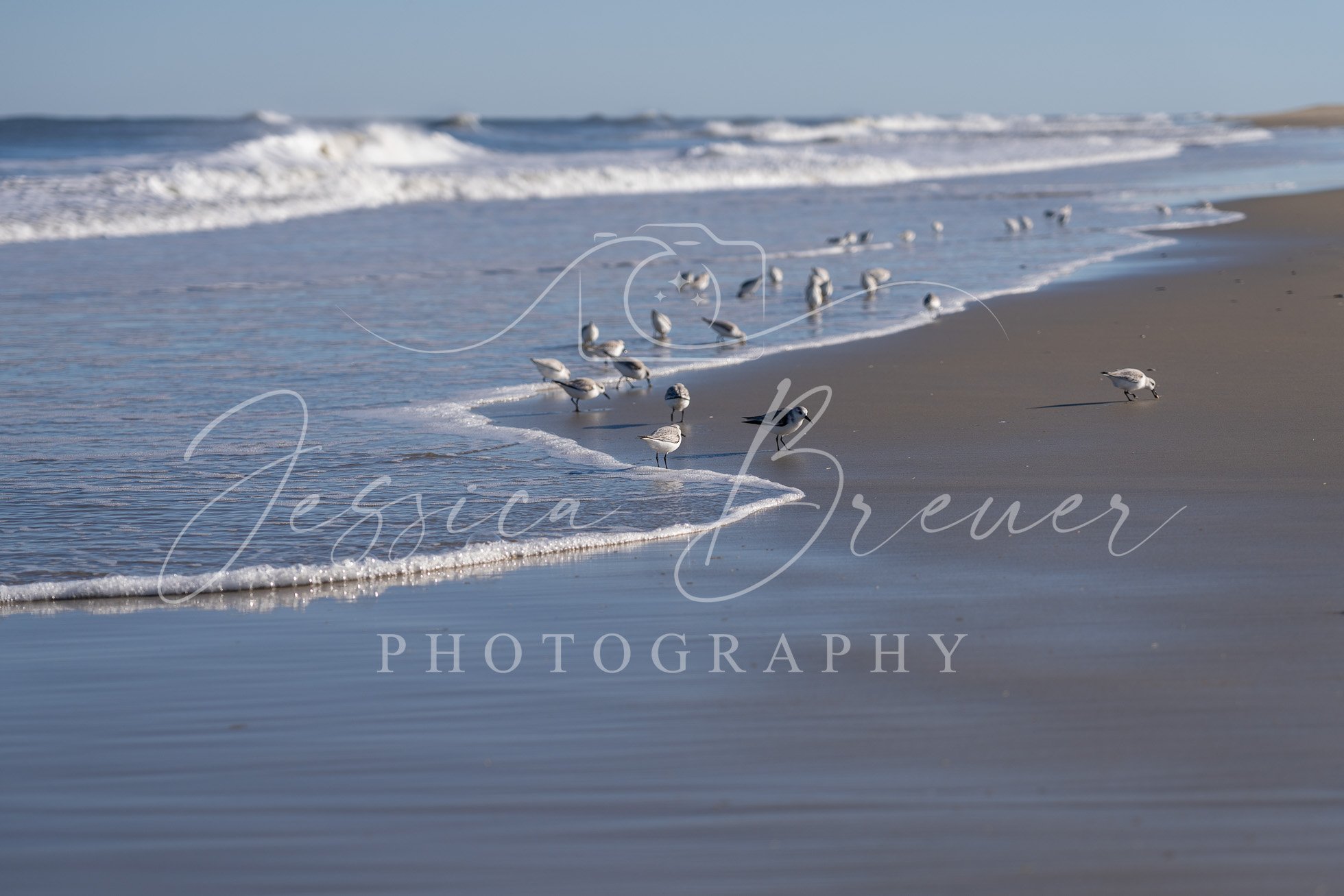 Sanderlings