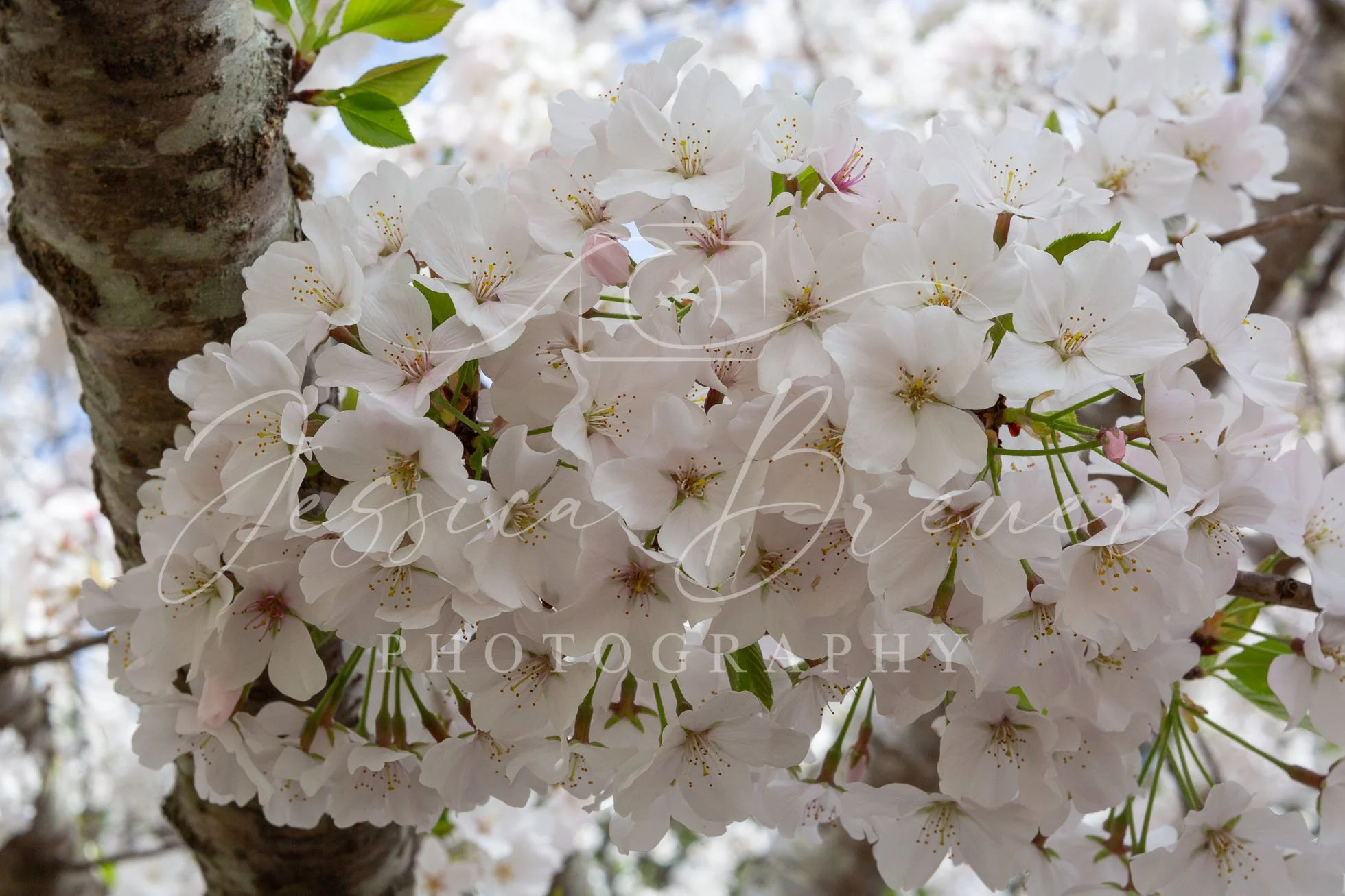 Peak Blooms