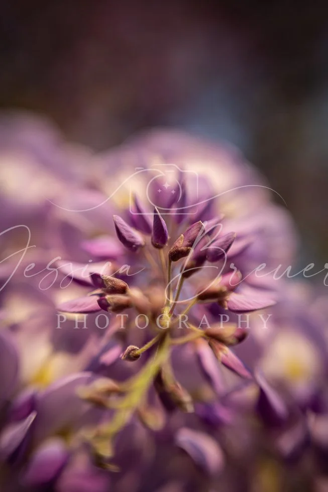 Wisteria