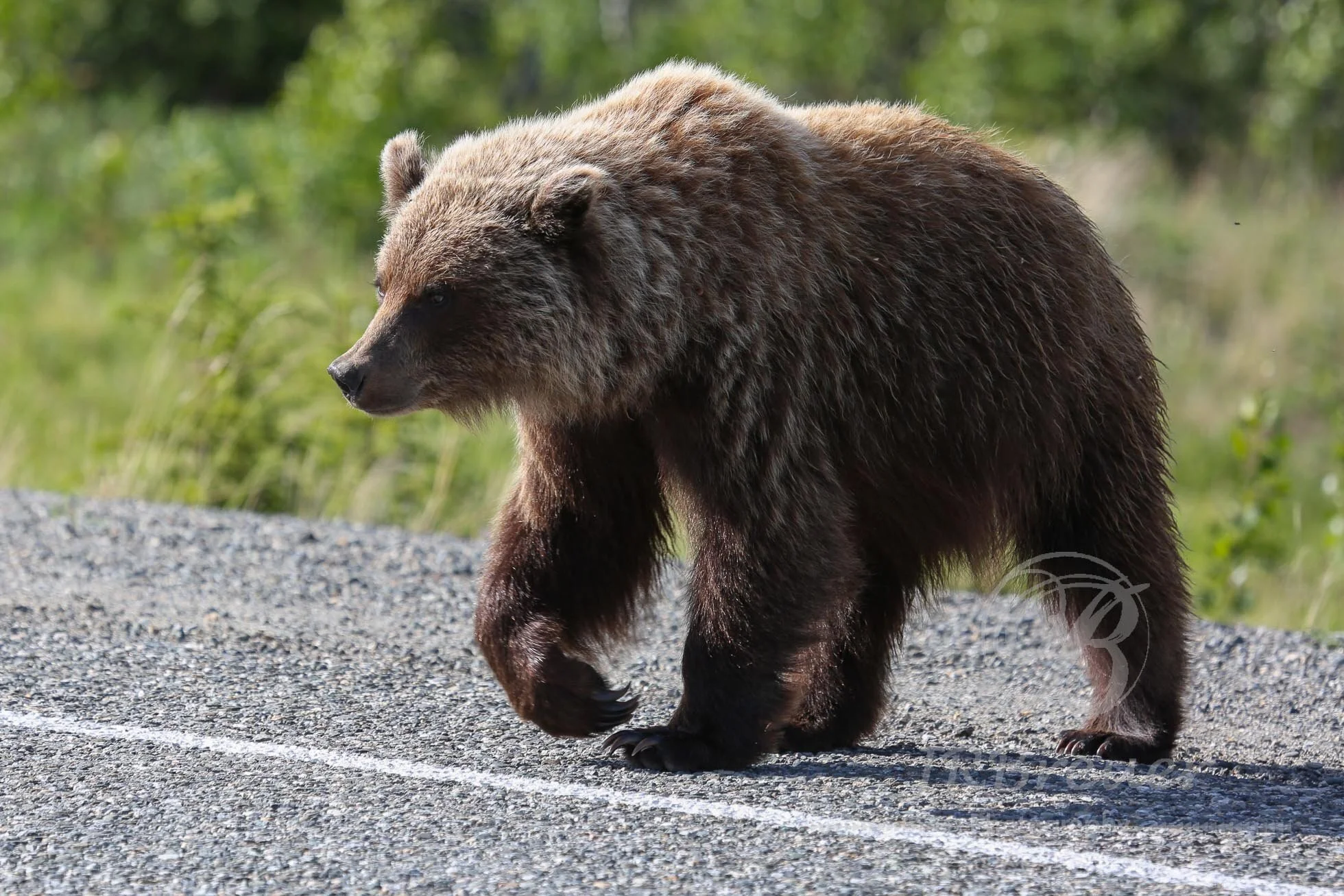 Yukon Grizzly Bear