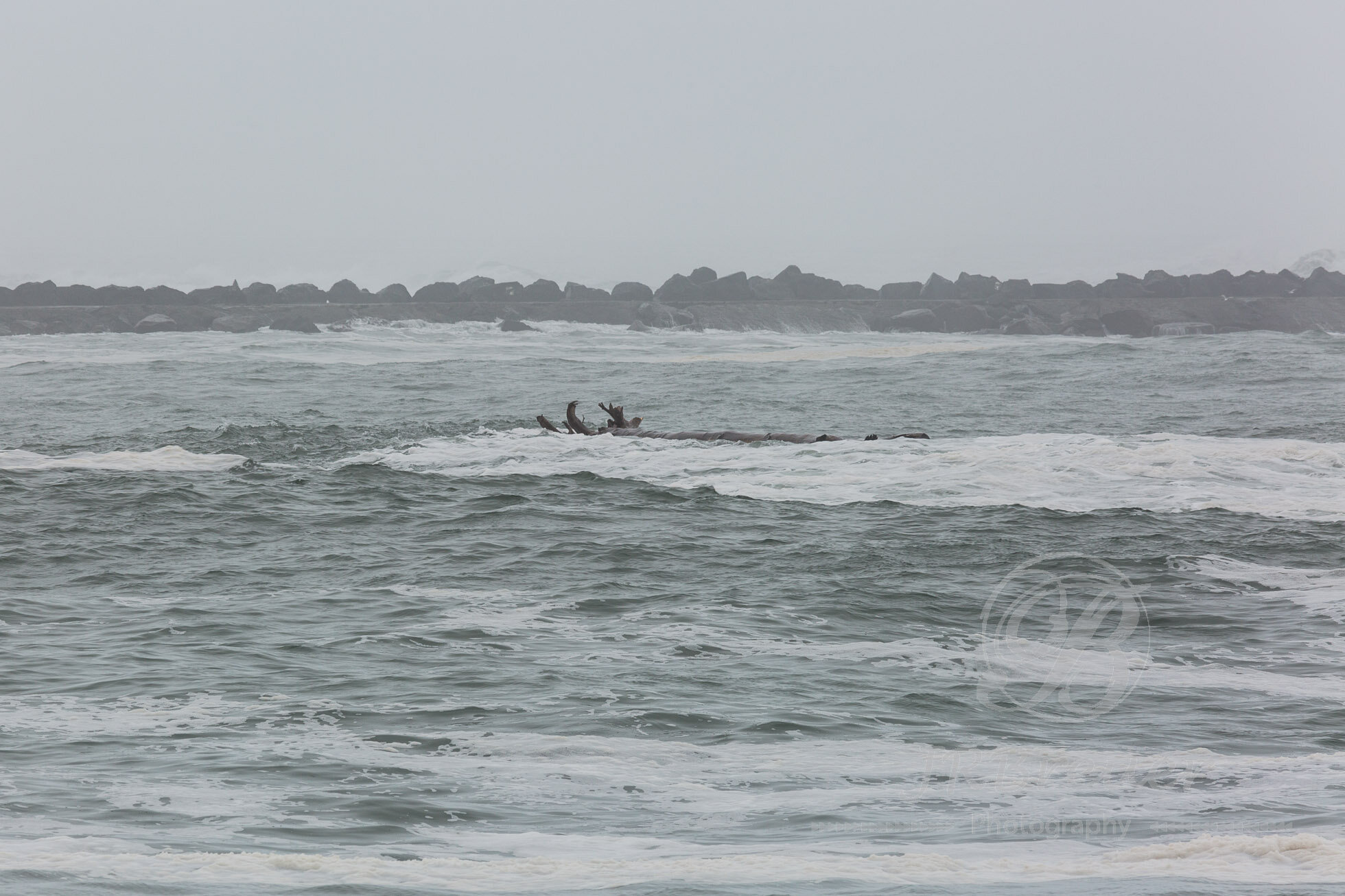 KingTide-9.jpg