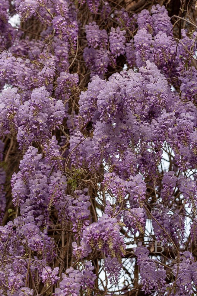 Wisteria-webport-2.jpg