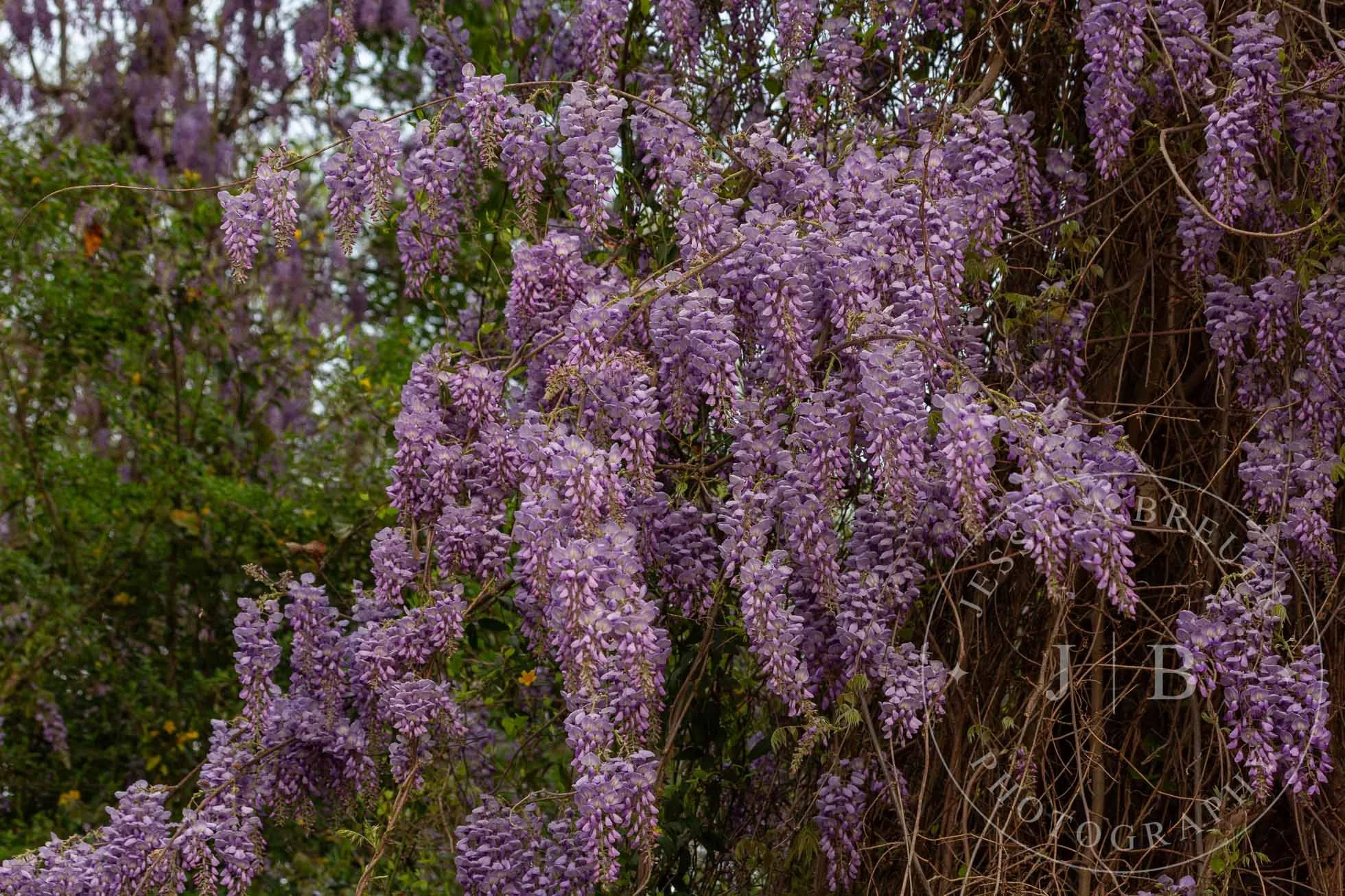 Wisteria-Web-2.jpg