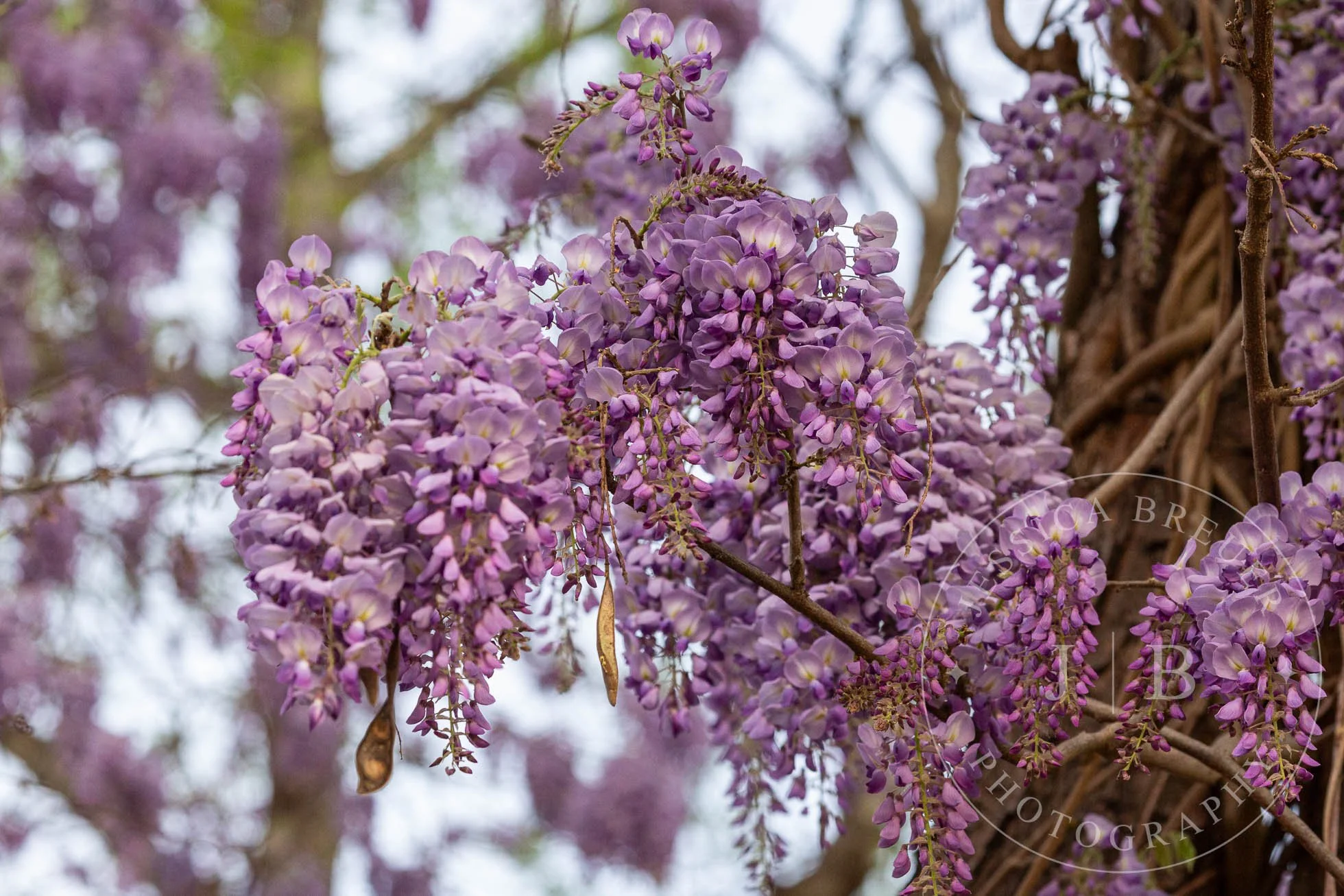 Wisteria-Web-5.jpg
