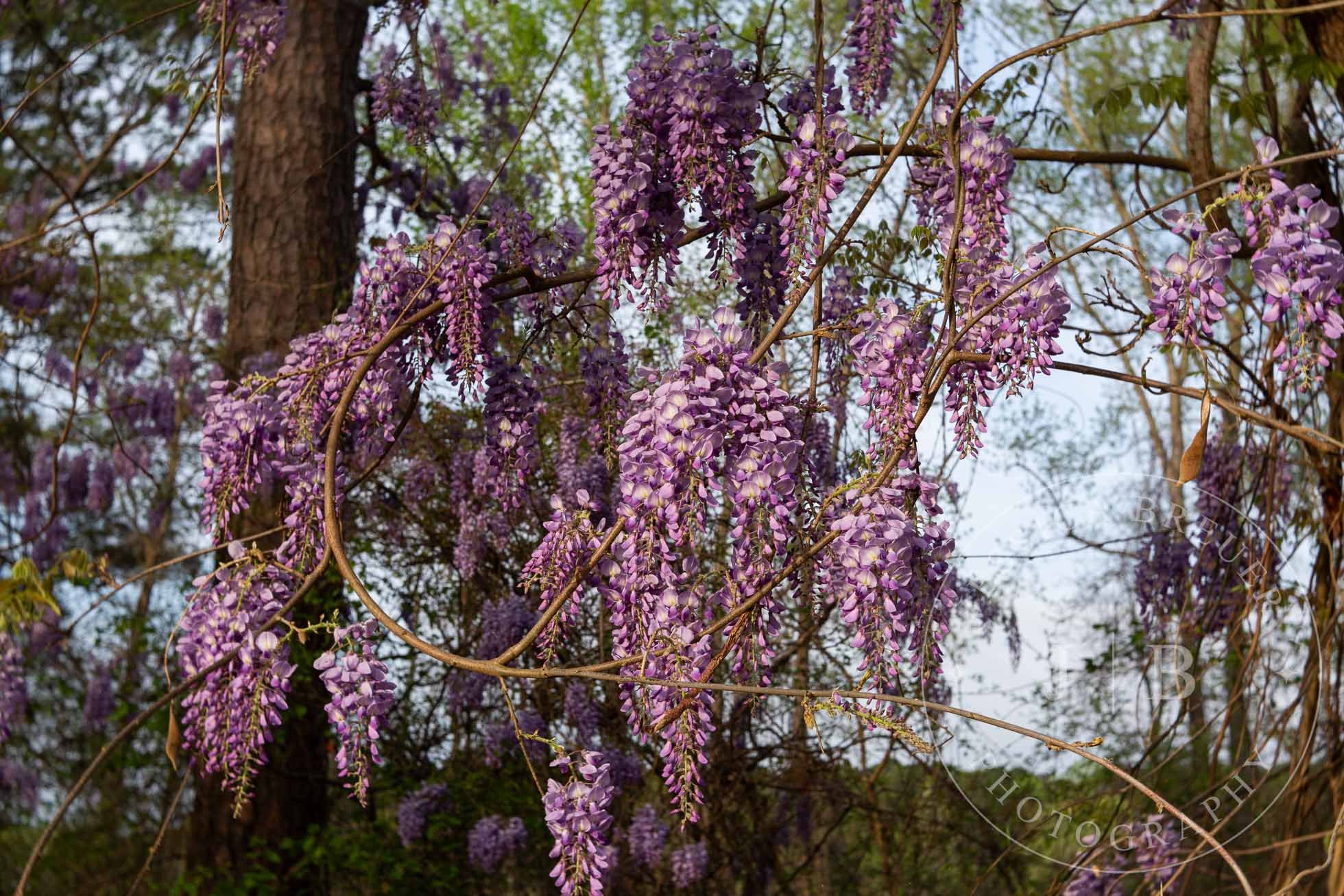 Wisteria-Web-8.jpg