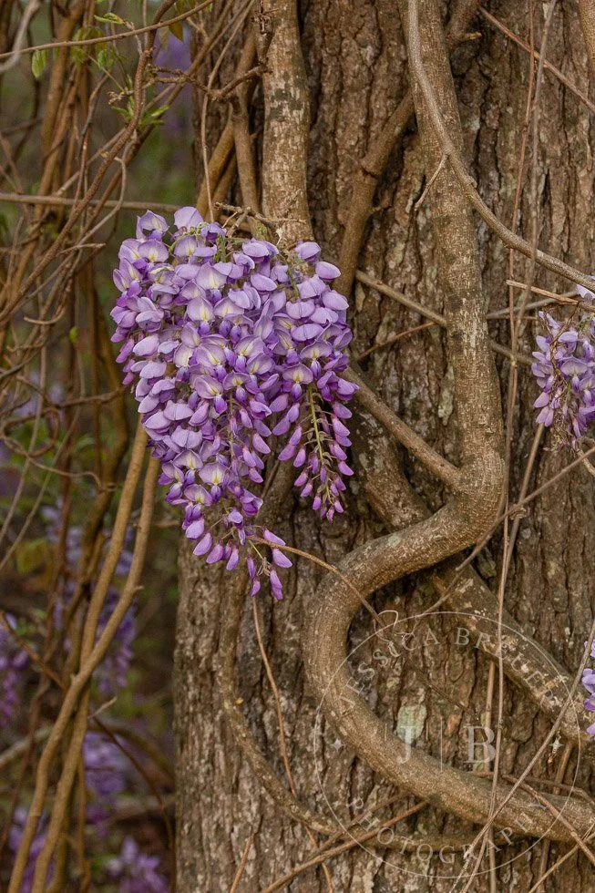 Wisteria-webport-4.jpg