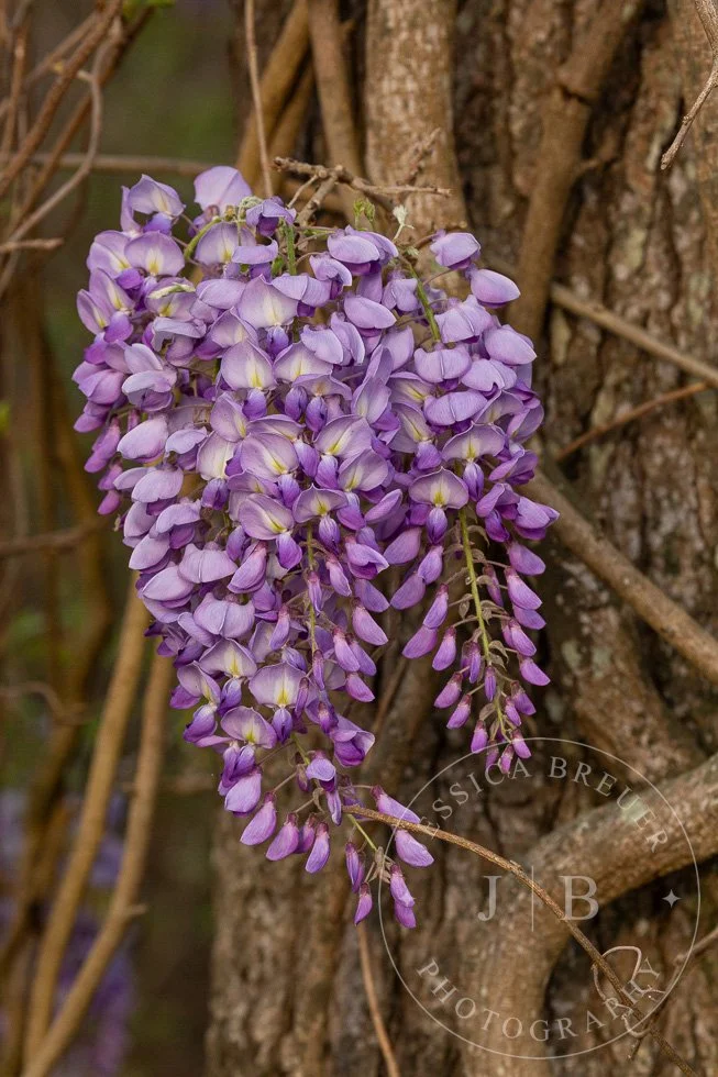 Wisteria-webport-5.jpg