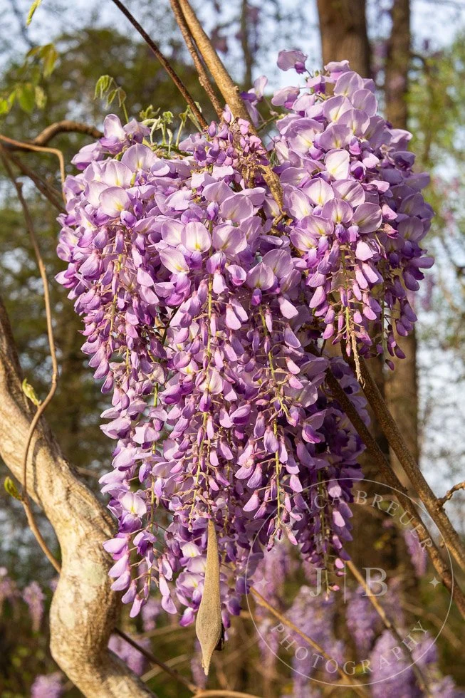 Wisteria-webport-6.jpg