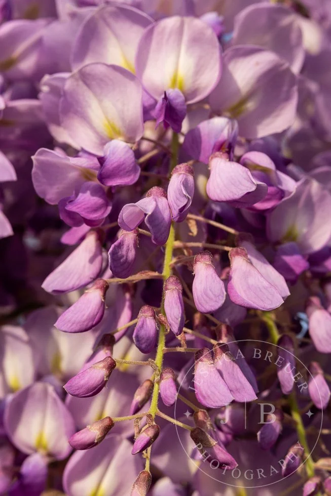 Wisteria-webport-7.jpg