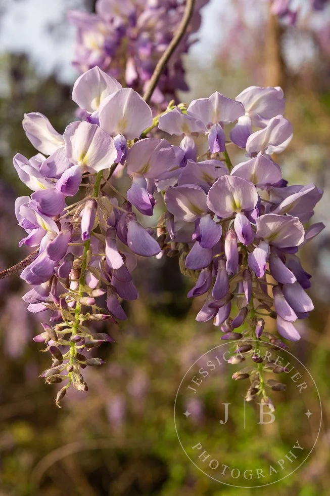 Wisteria-webport-8.jpg