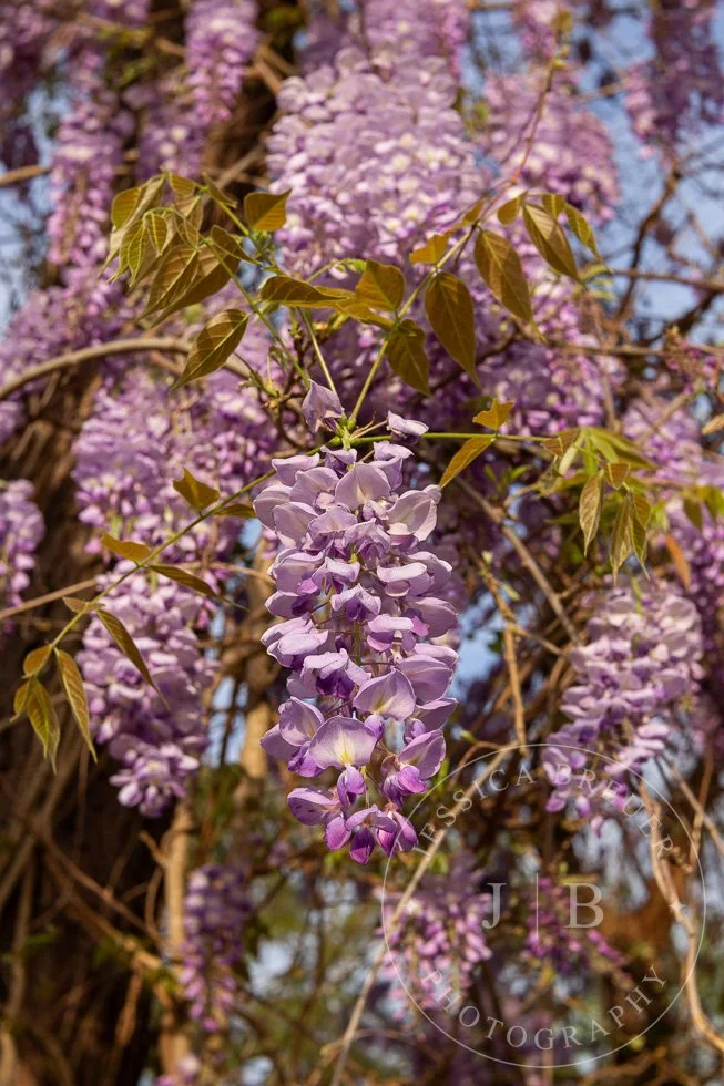 Wisteria-webport-10.jpg
