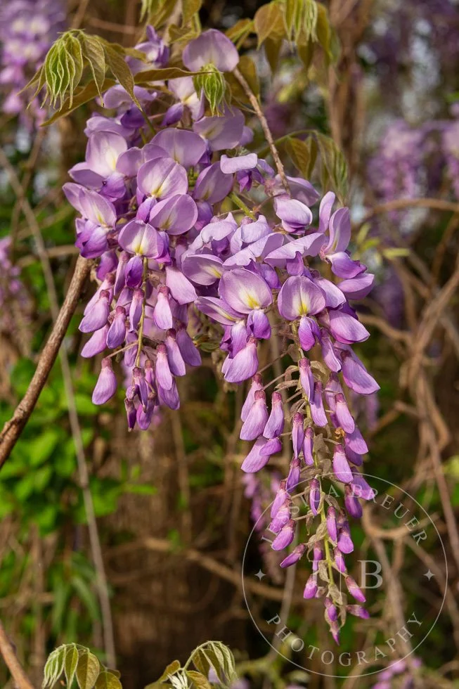 Wisteria-webport-11.jpg