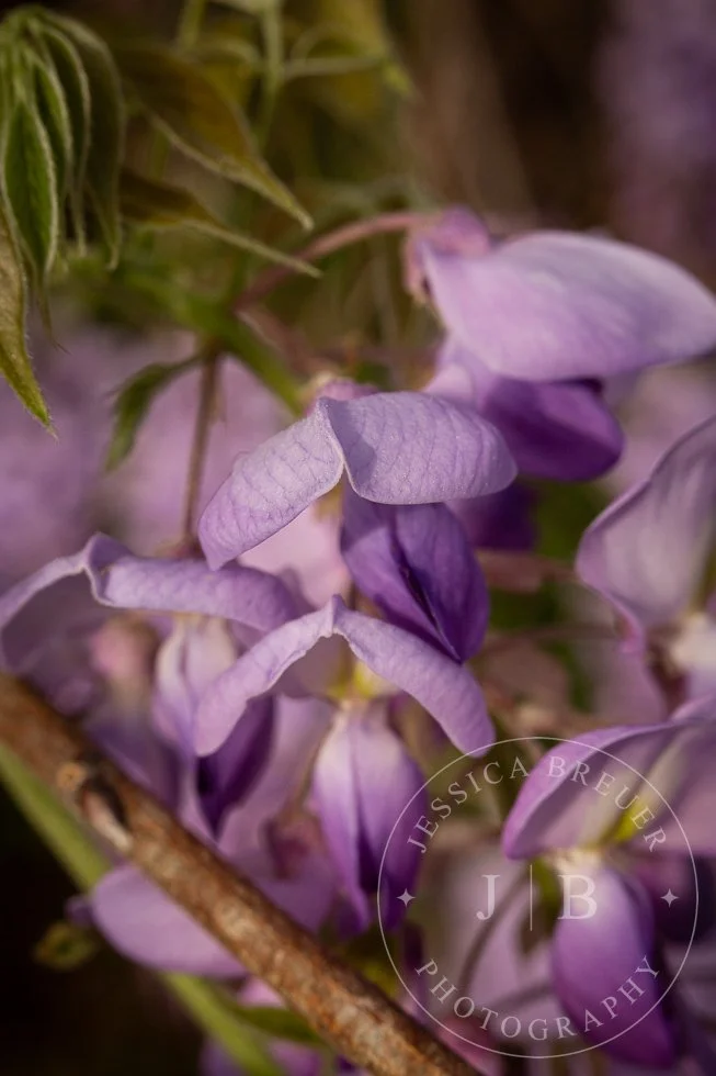 Wisteria-webport-12.jpg