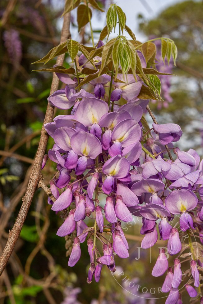 Wisteria-webport-14.jpg