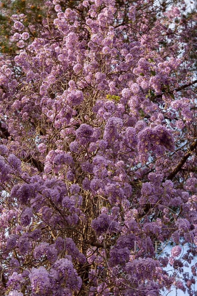 Wisteria-webport-15.jpg