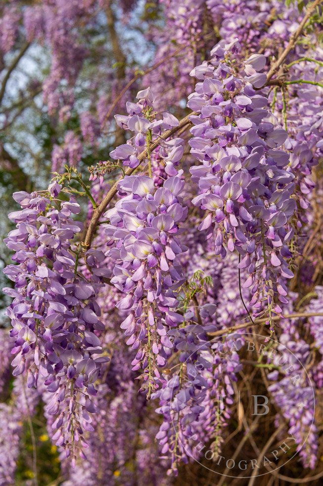 Wisteria-webport-16.jpg