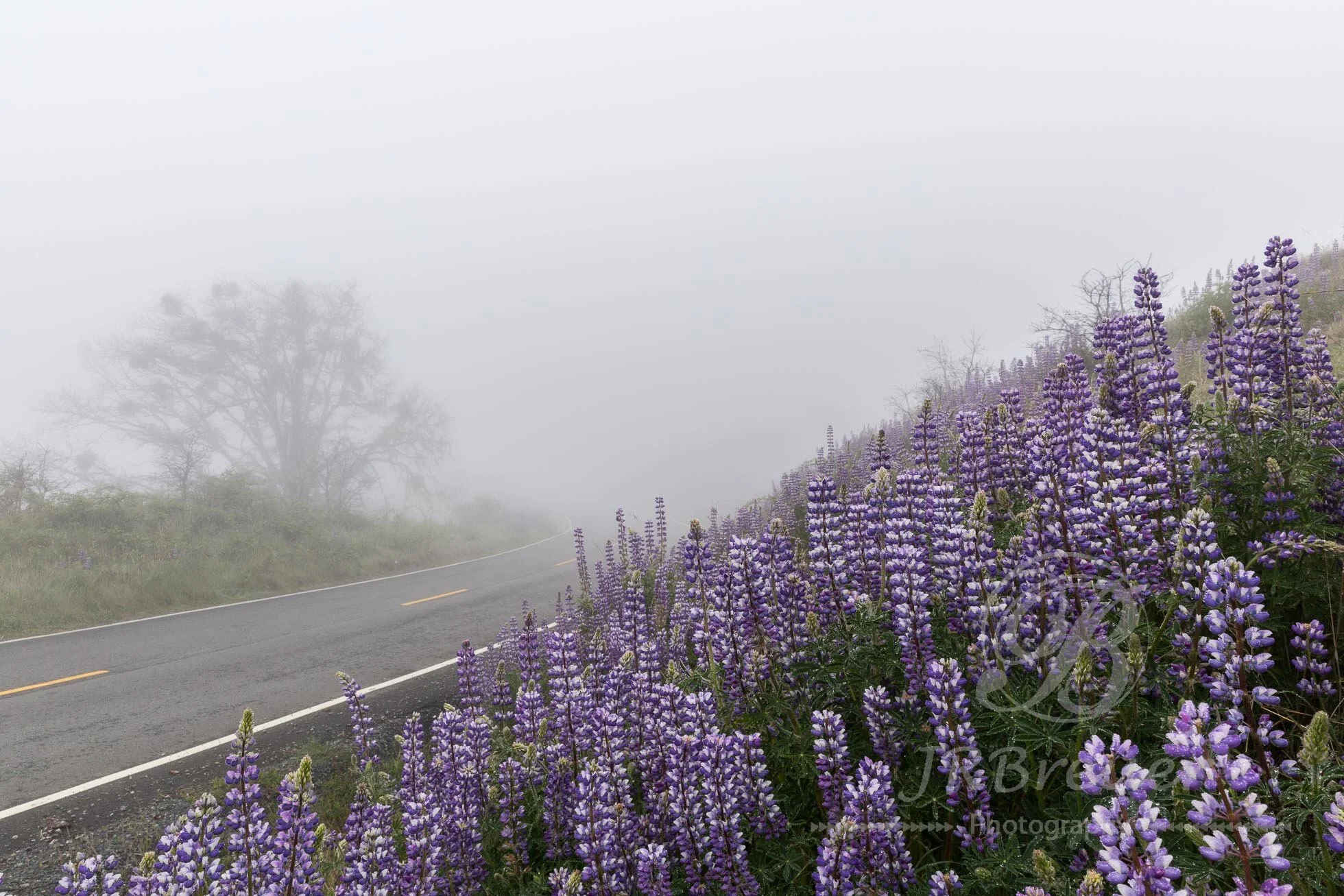 Road to beauty