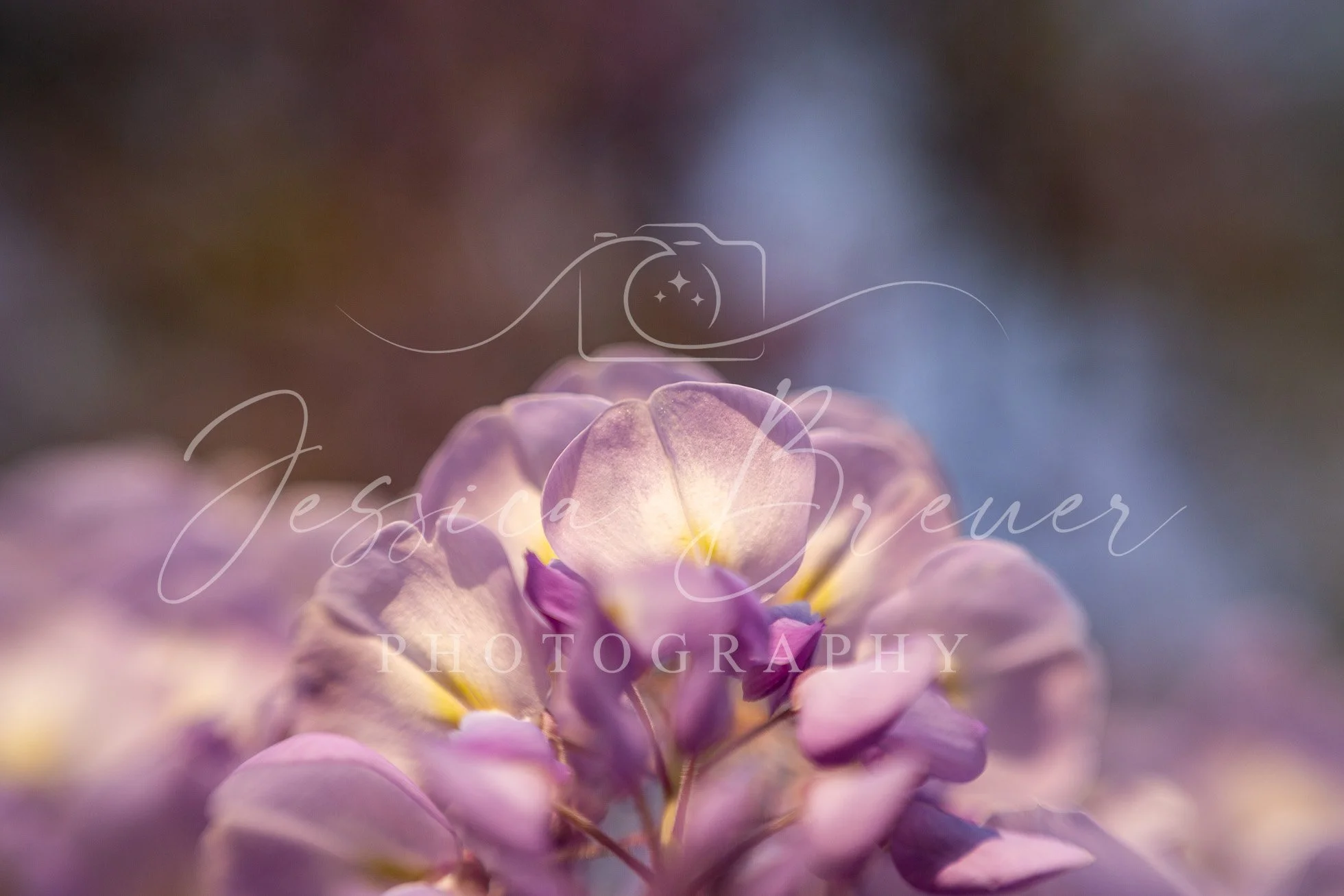 Wisteria