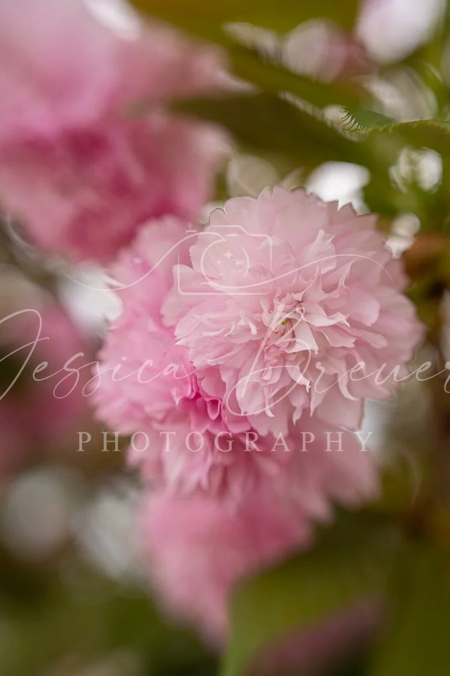 Cherry Blossoms