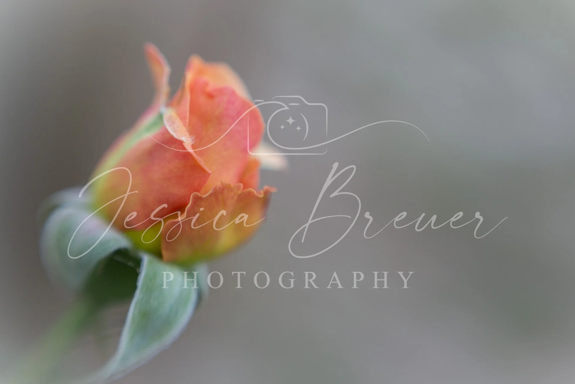 Spring Beauty