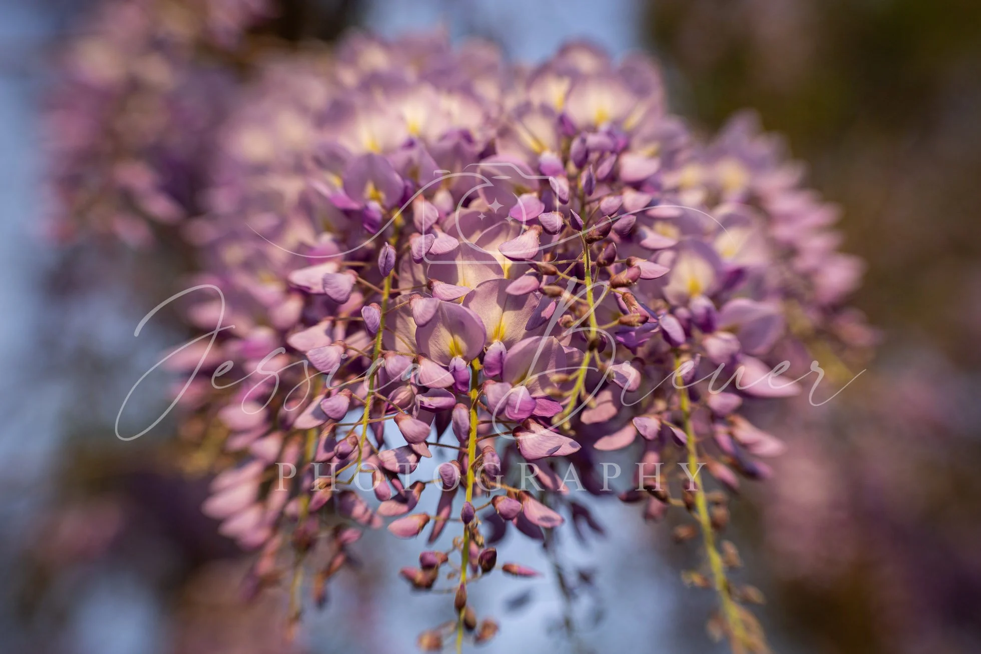 Wisteria