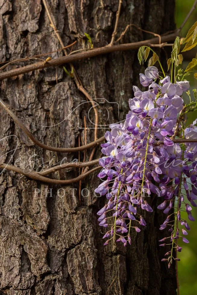 Wisteria