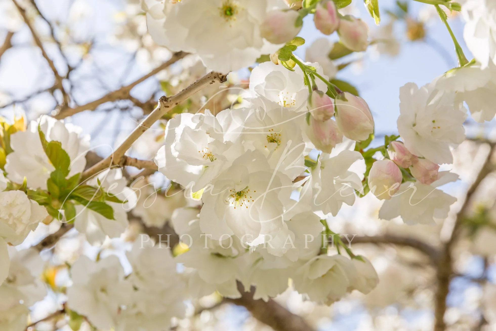 In Bloom