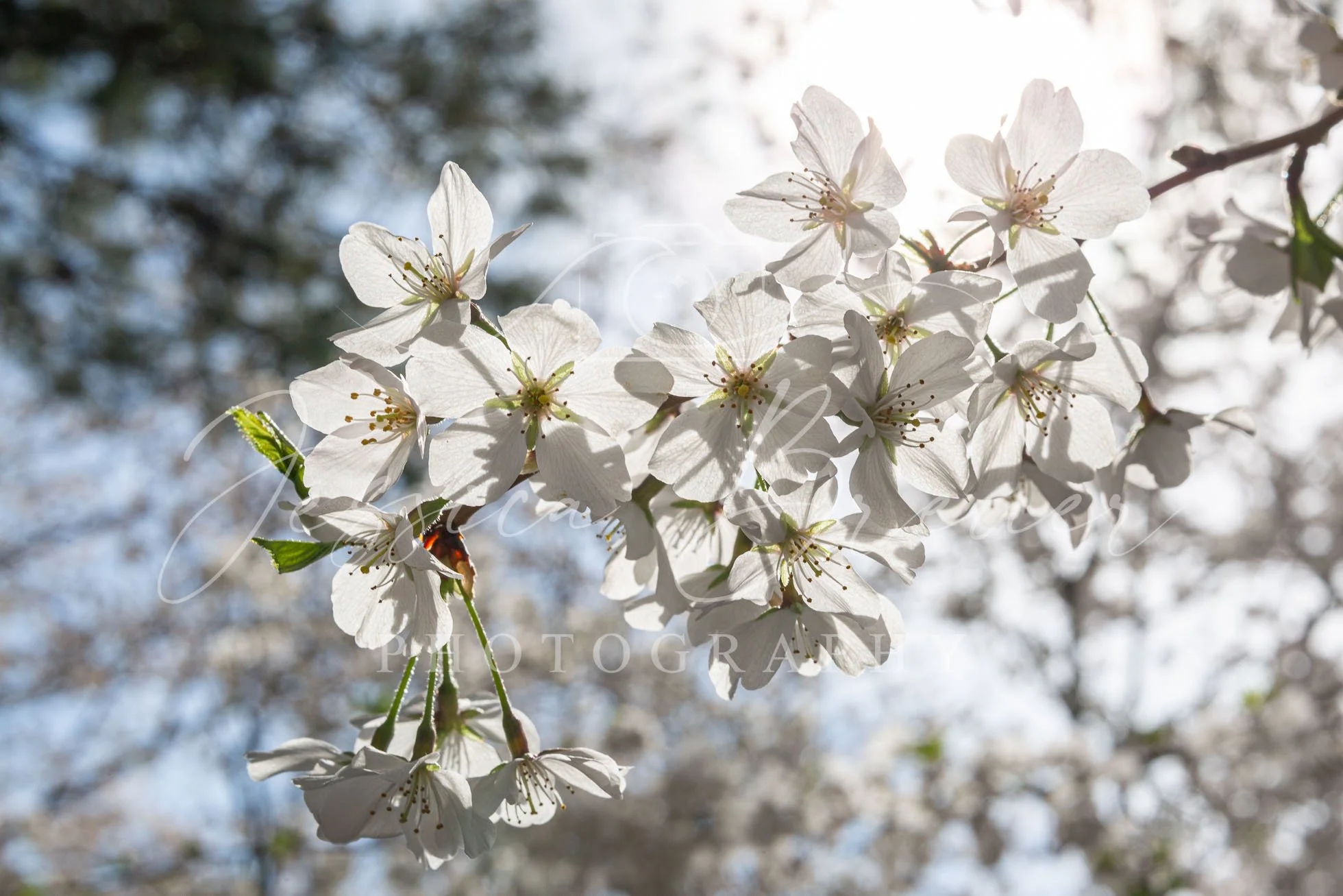 Sunny Blooms