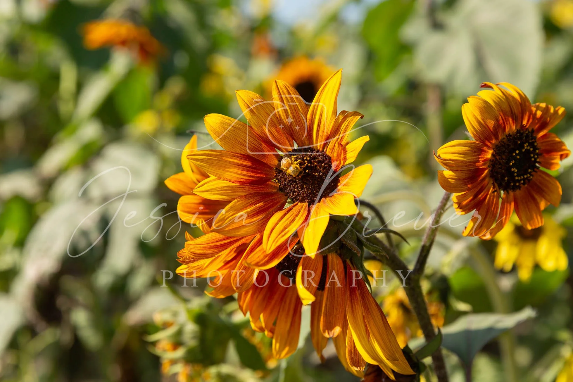 Busy Bee