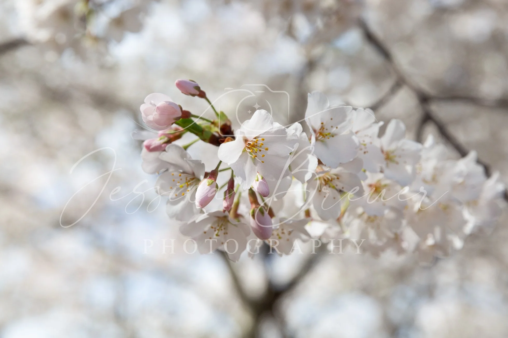 InBloom-Web-65.jpg