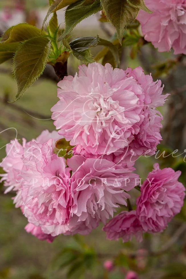 Pretty in Pink
