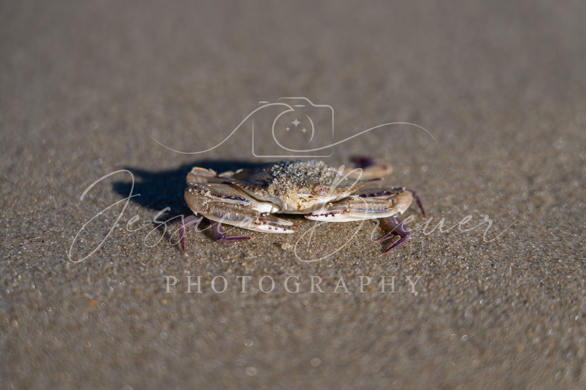 Crab