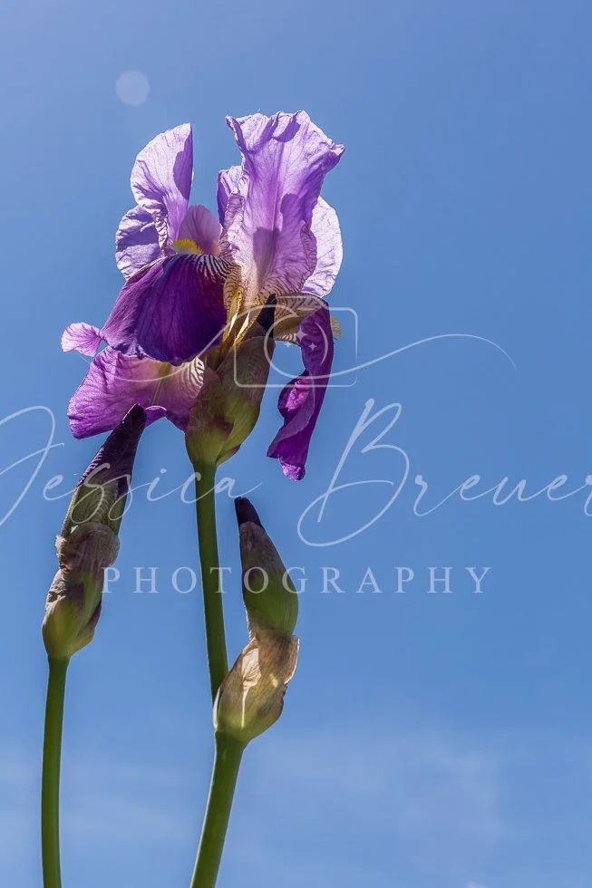 Iris